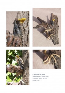 bookboiseaux_2012_08