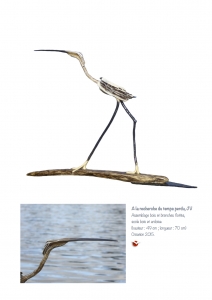 bookboiseaux_2015_05